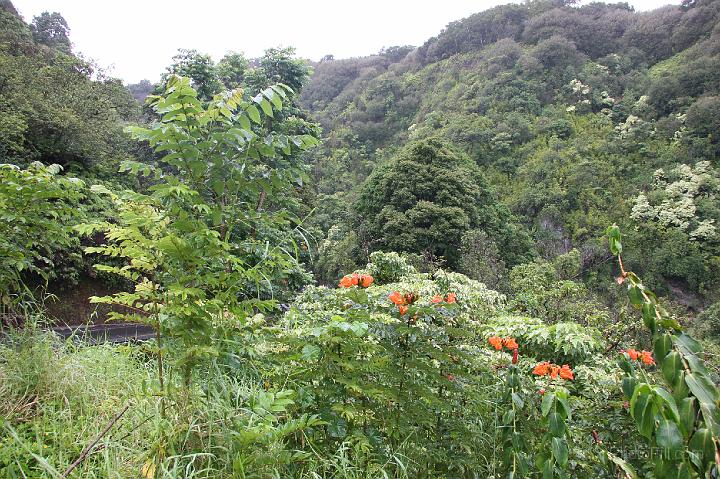 0916-Hawaii2008.jpg - Road to Hana