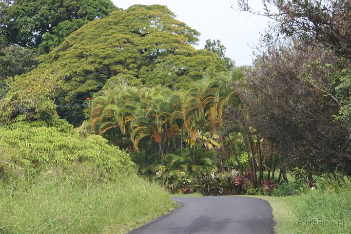 0945-Hawaii2008.jpg - Road to Hana - Nahiku