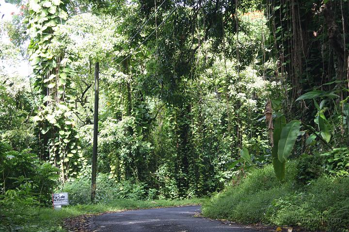 0946-Hawaii2008.jpg - Road to Hana - Nahiku