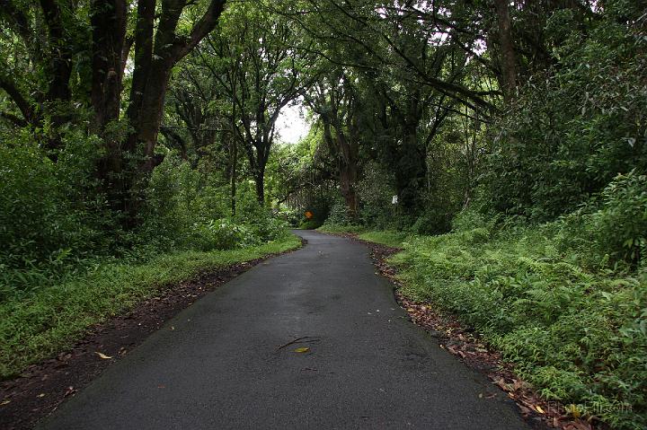 0990-Hawaii2008.jpg - Road to Hana - Nahiku