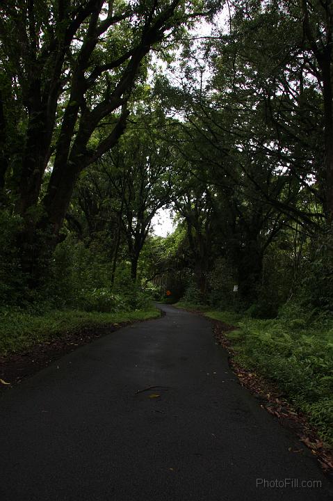 0991-Hawaii2008.jpg - Road to Hana - Nahiku