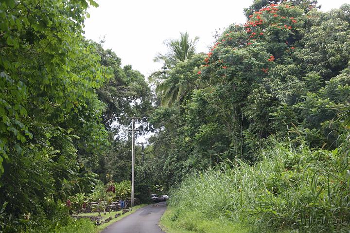 0992-Hawaii2008.jpg - Road to Hana - Nahiku