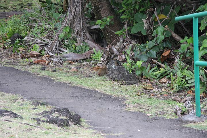 1005-Hawaii2008.jpg - Wainapanapa State Park - Rikki Tikki Tavi