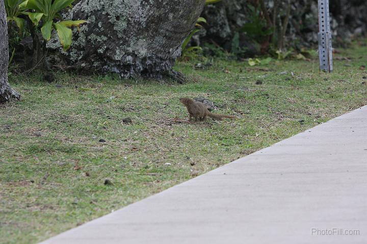 1010-Hawaii2008.jpg - Wainapanapa State Park - mongoose