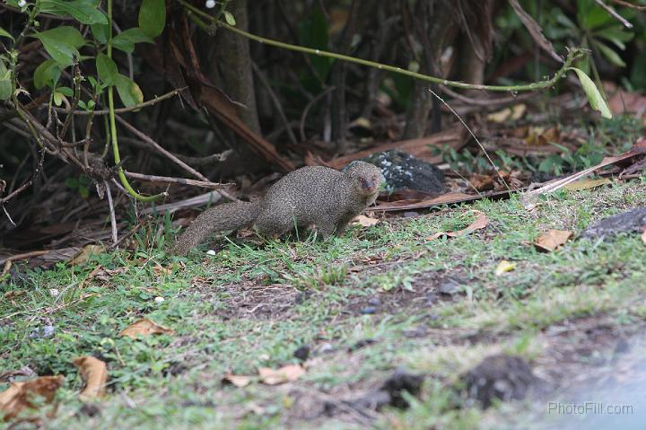 1012-Hawaii2008.jpg - Wainapanapa State Park - mongoose