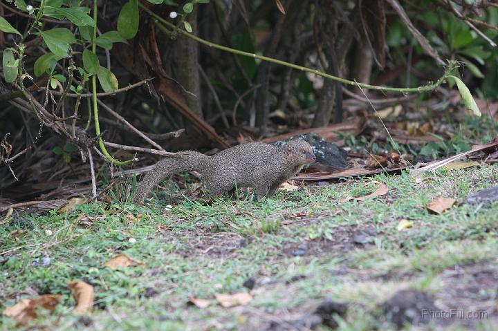 1013-Hawaii2008.jpg - Wainapanapa State Park - mongoose