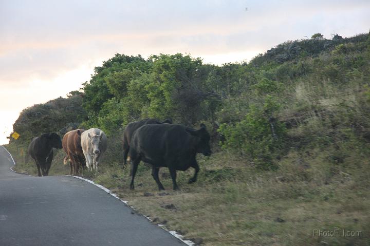 1255-Hawaii2008.jpg - Southern Maui "illegal" road - Arid