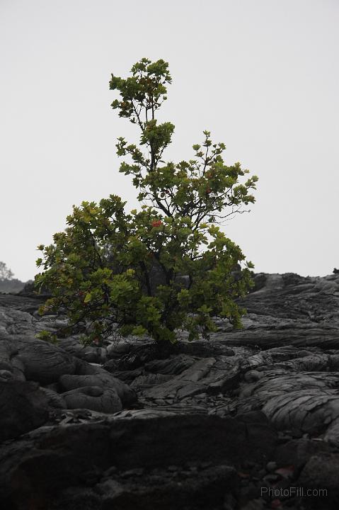 1457-Hawaii2008.jpg - Volcano National Park