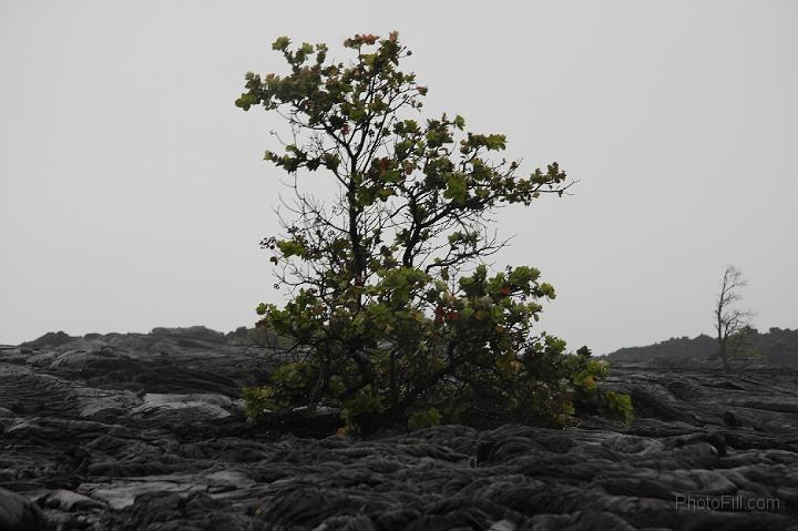 1459-Hawaii2008.jpg - Volcano National Park