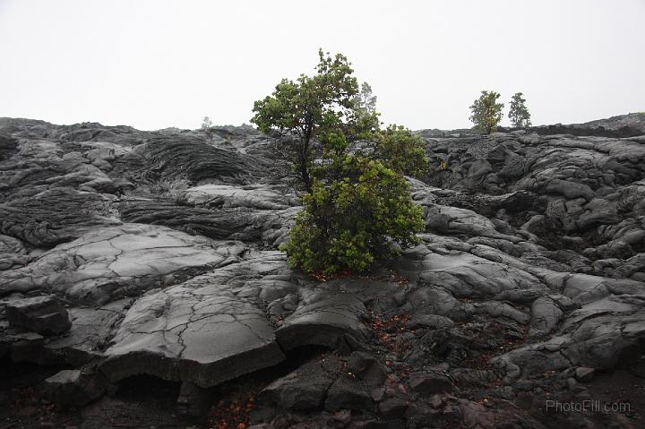 1461-Hawaii2008.jpg - Volcano National Park