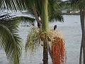 2156-Hawaii2008