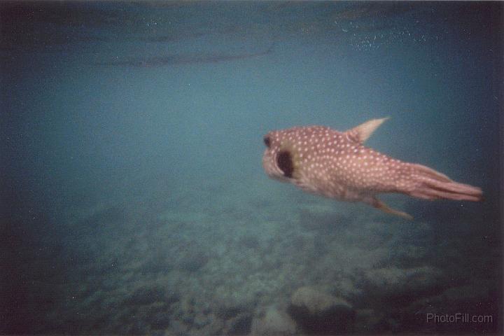 2225-Hawaii2008.jpg