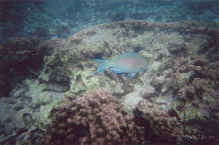 2231-Hawaii2008.jpg