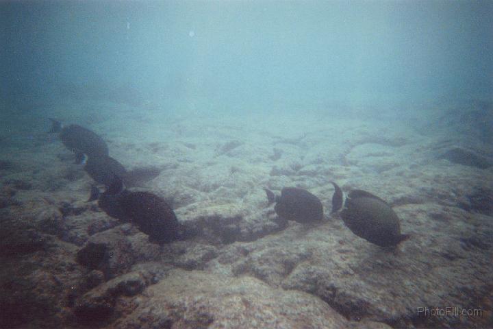 2233-Hawaii2008.jpg